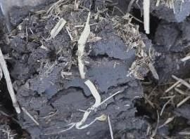 Sidewall Compaction From Planting into Wet Soils